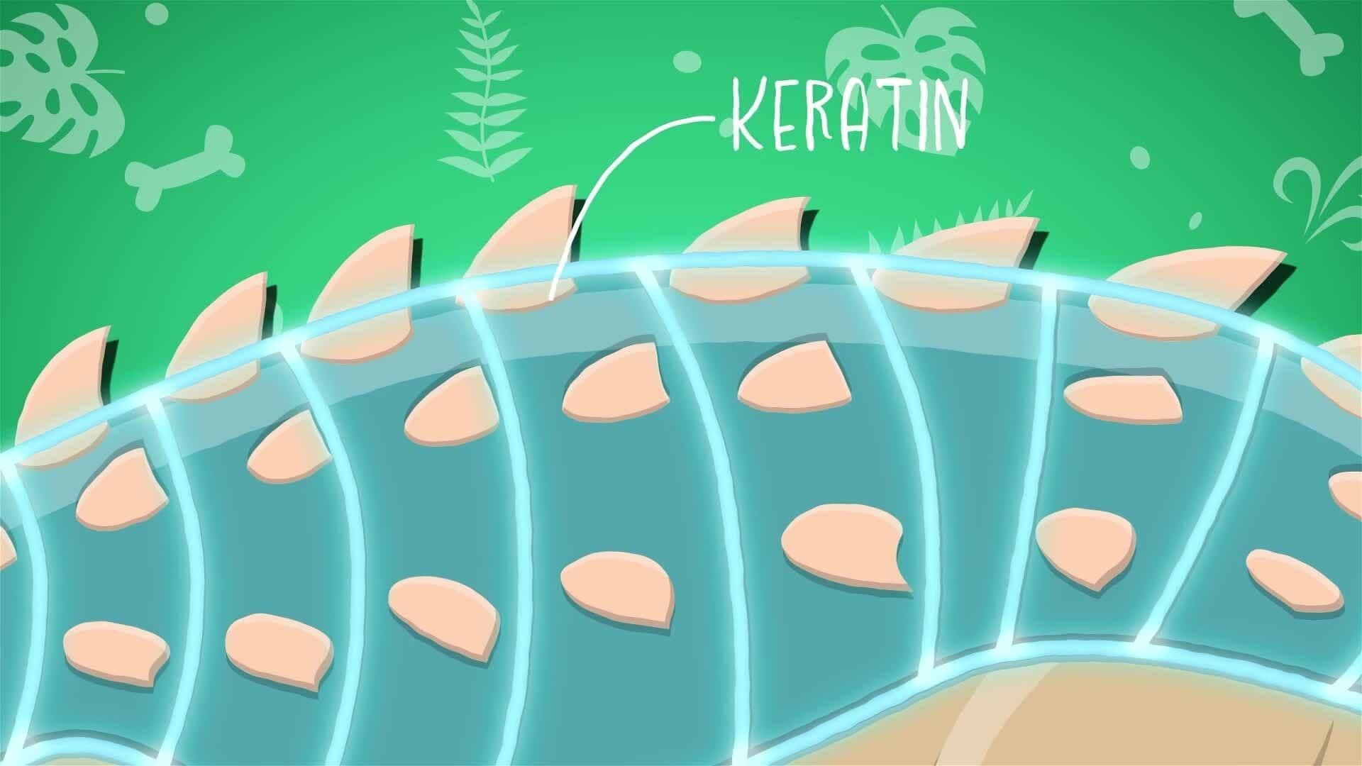 I WONDER - What Did The Ankylosaurus Look Like?