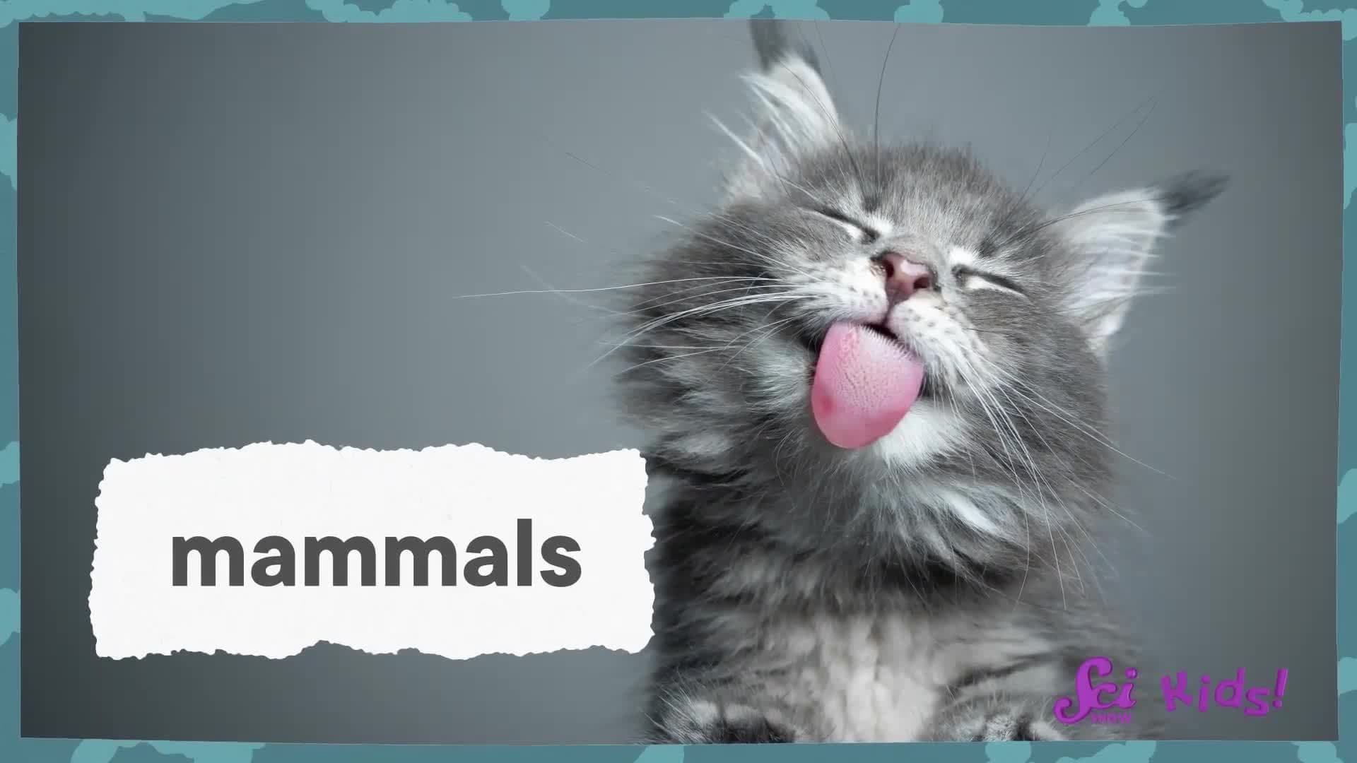 Dimetrodon, the Animal With a Sail! | The History of Life! | SciShow Kids