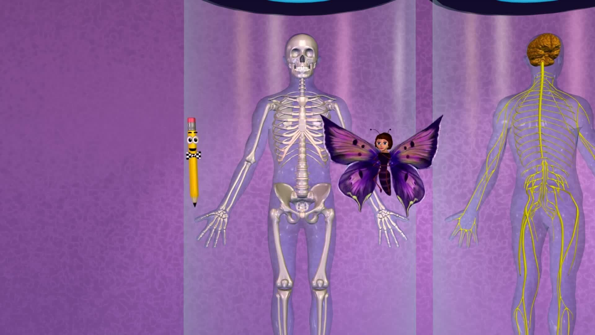 Human body: Systems and Parts