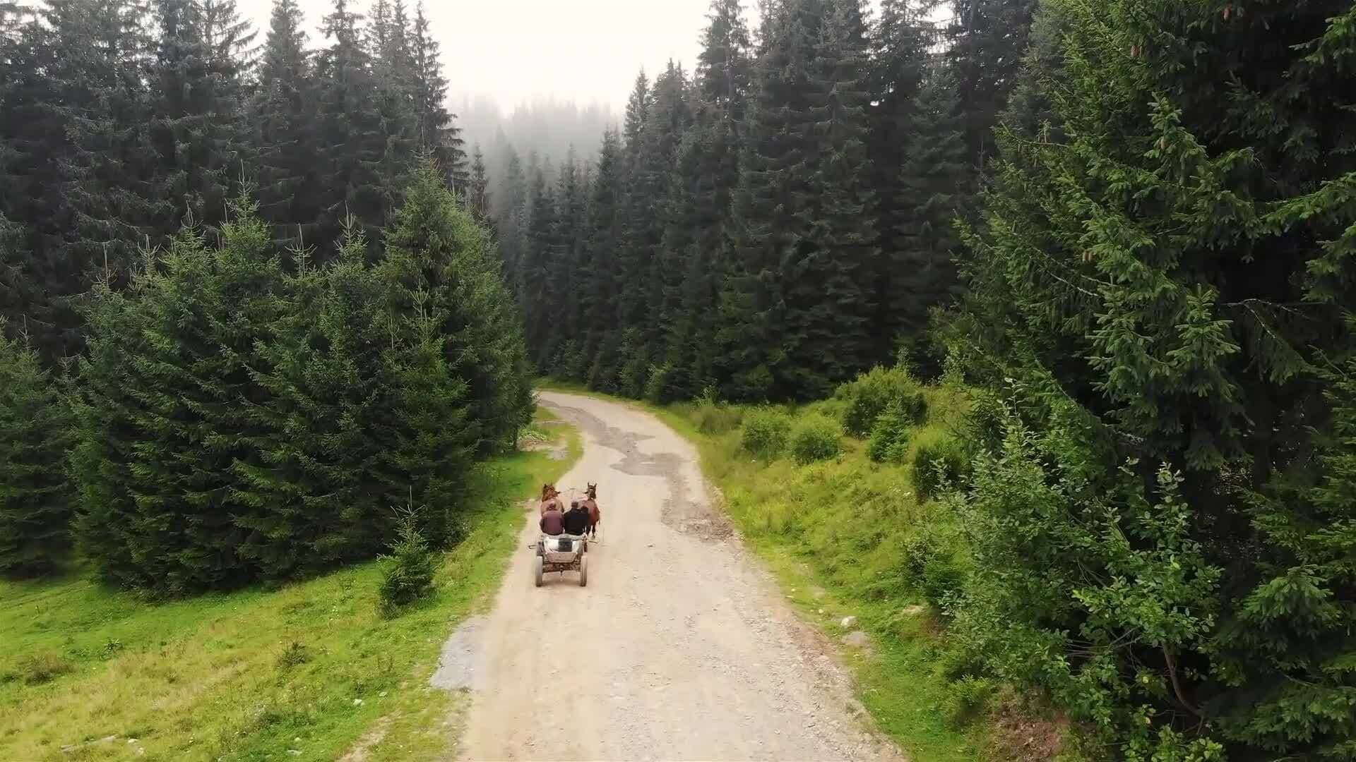 I WONDER - How Fast Can A Horse Run?