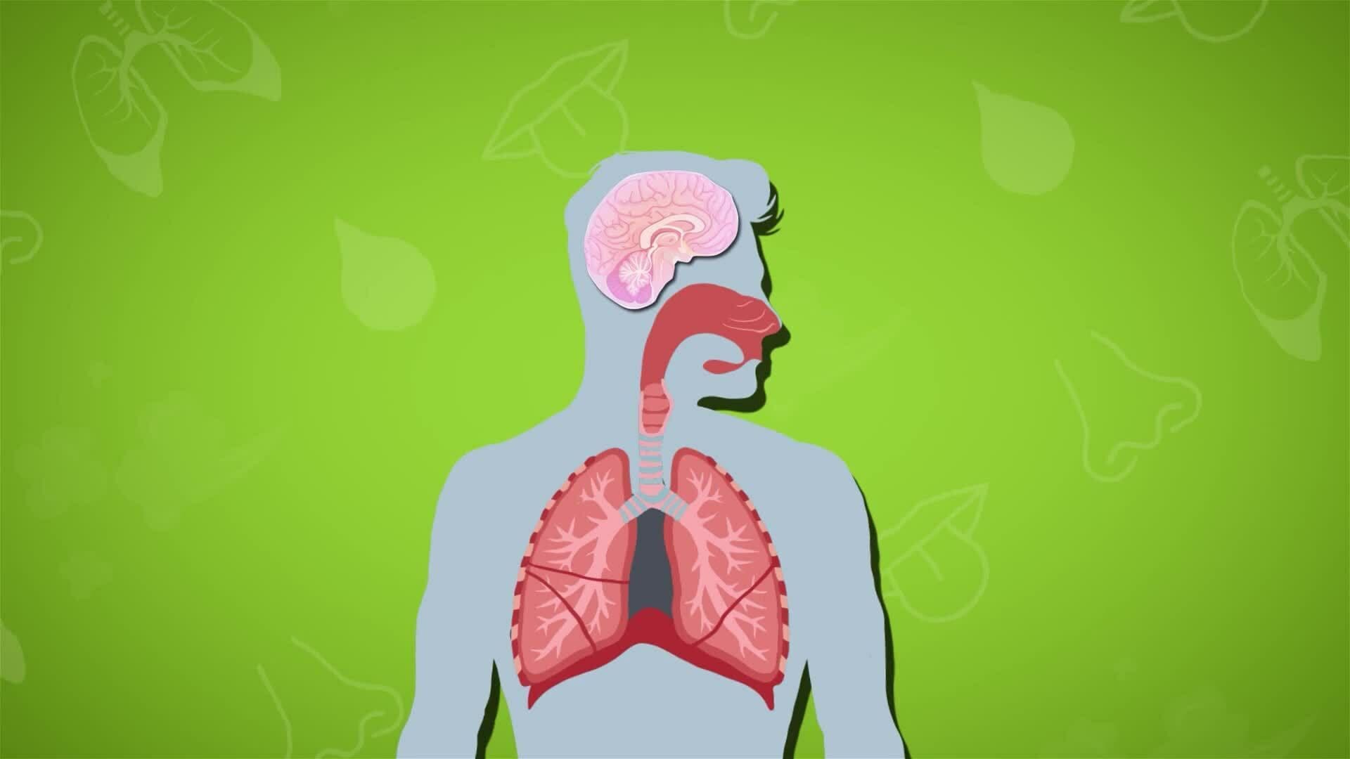 I WONDER - How Does The Brain Control Breathing?