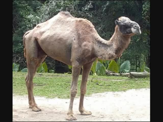 Wild Animal Sounds for Children | Kids Learning Videos