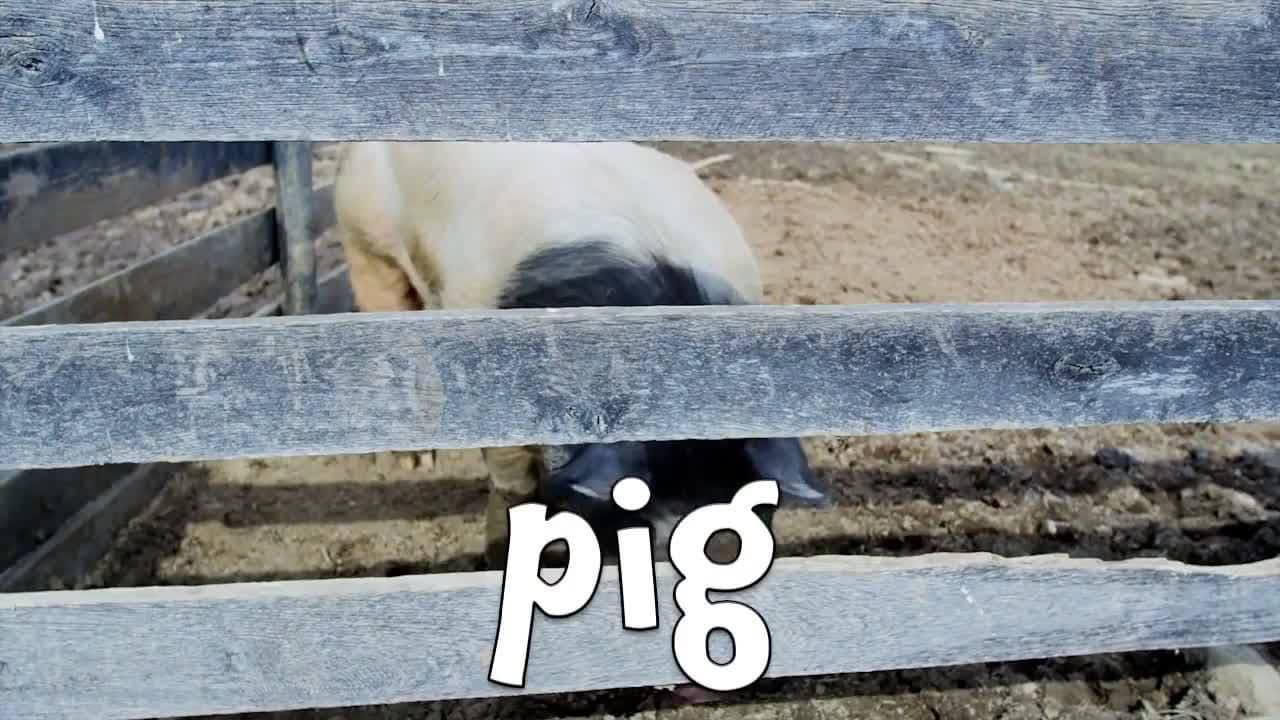 Farm Animals Facts For Children