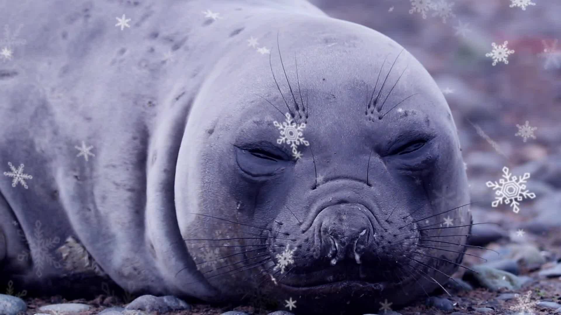 I WONDER - Are There Physical Examples Of Animal Adaptation?