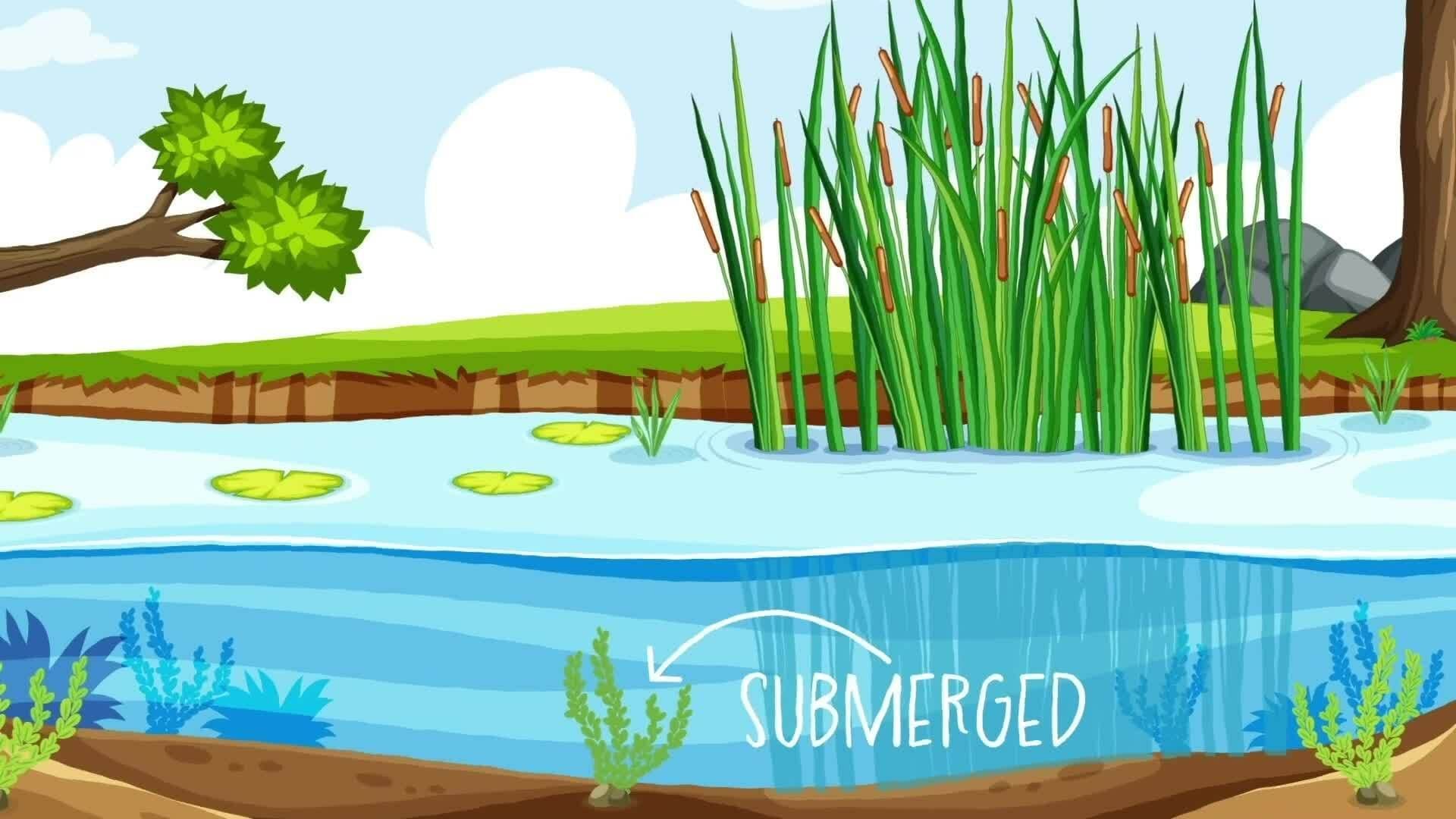 I WONDER - Are There Different Groups Of Aquatic Plants?