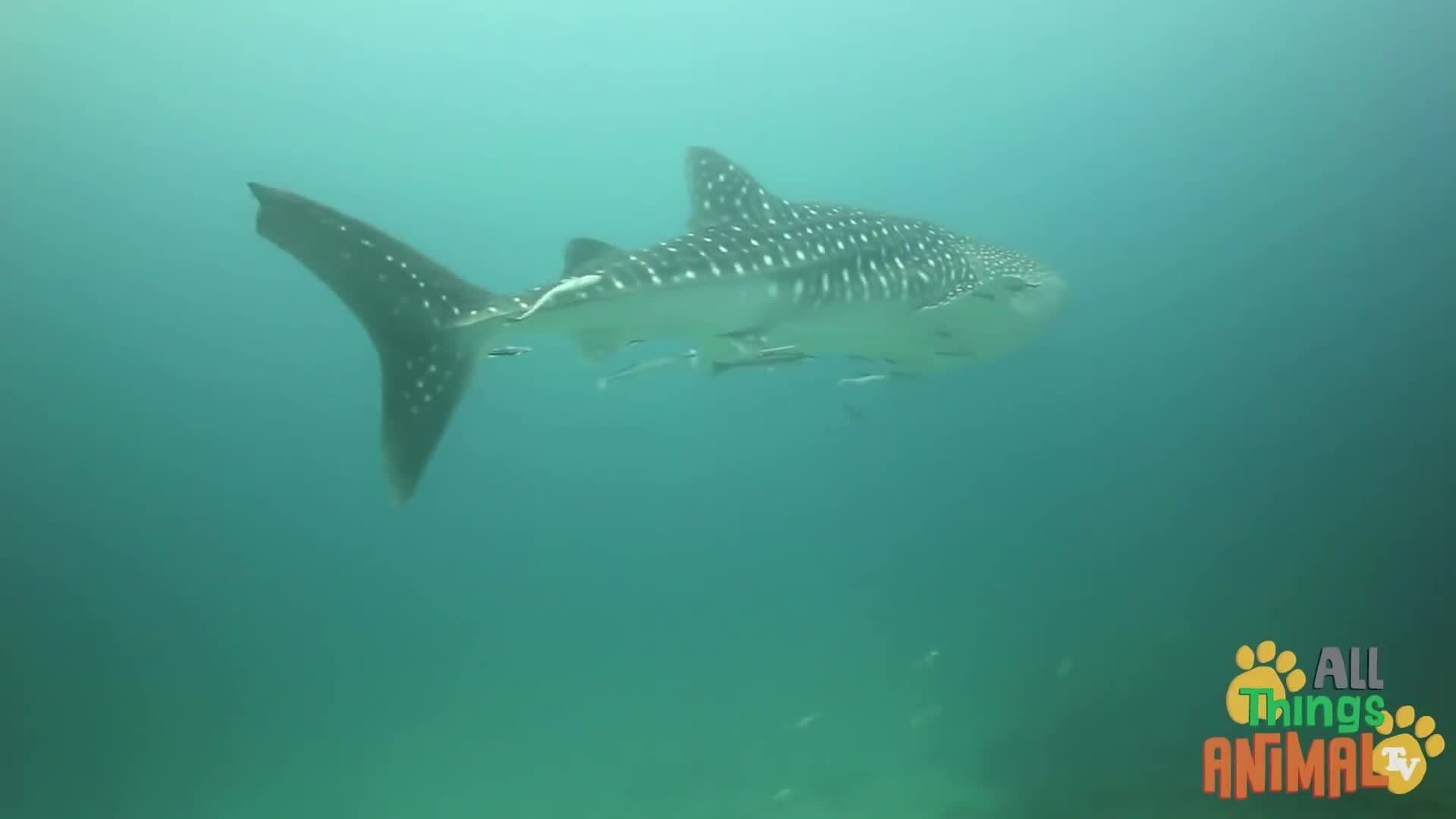 Discovering Sharks: The Majestic Hunters of the Deep