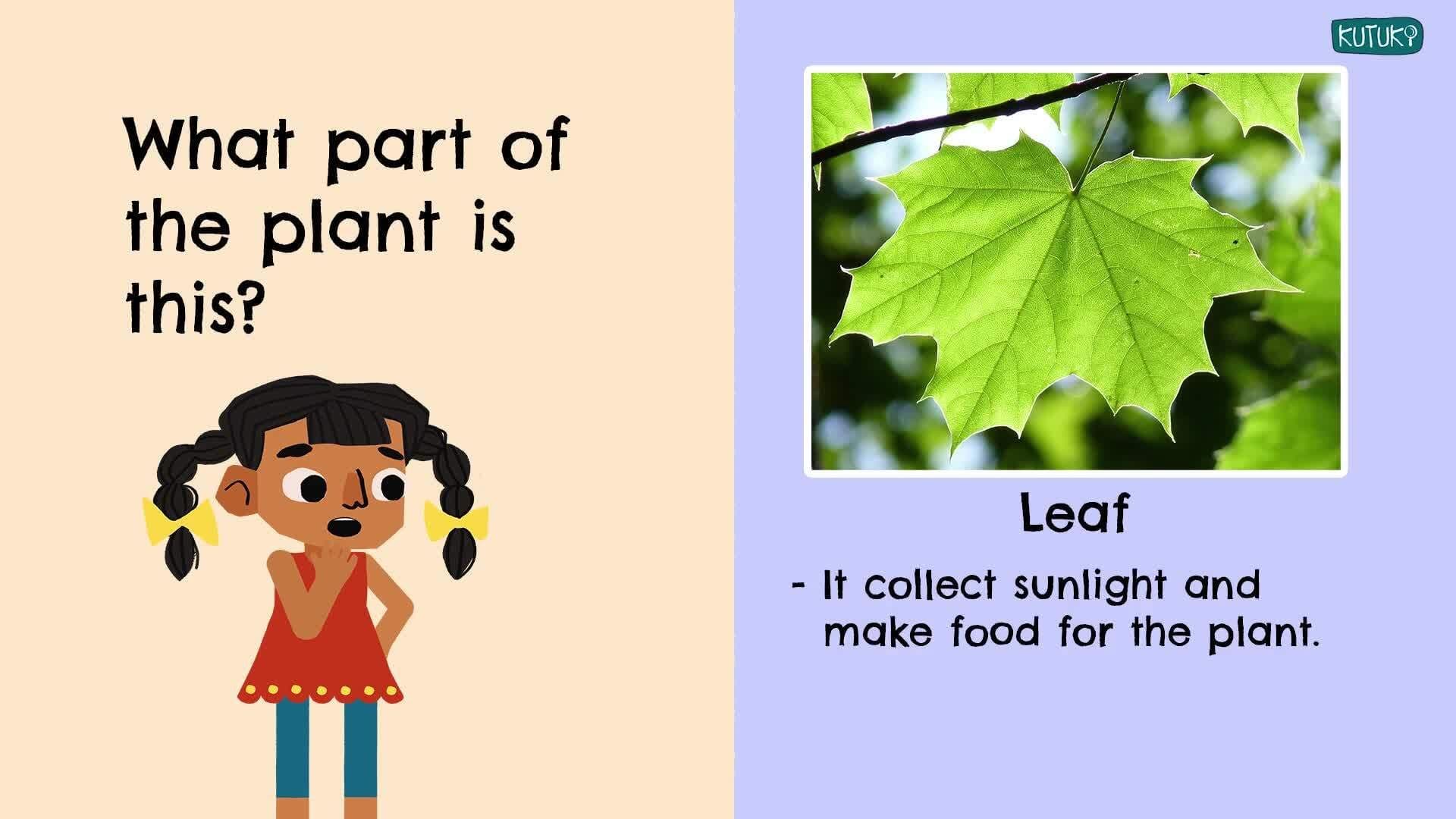 Introduction to Parts of the plant