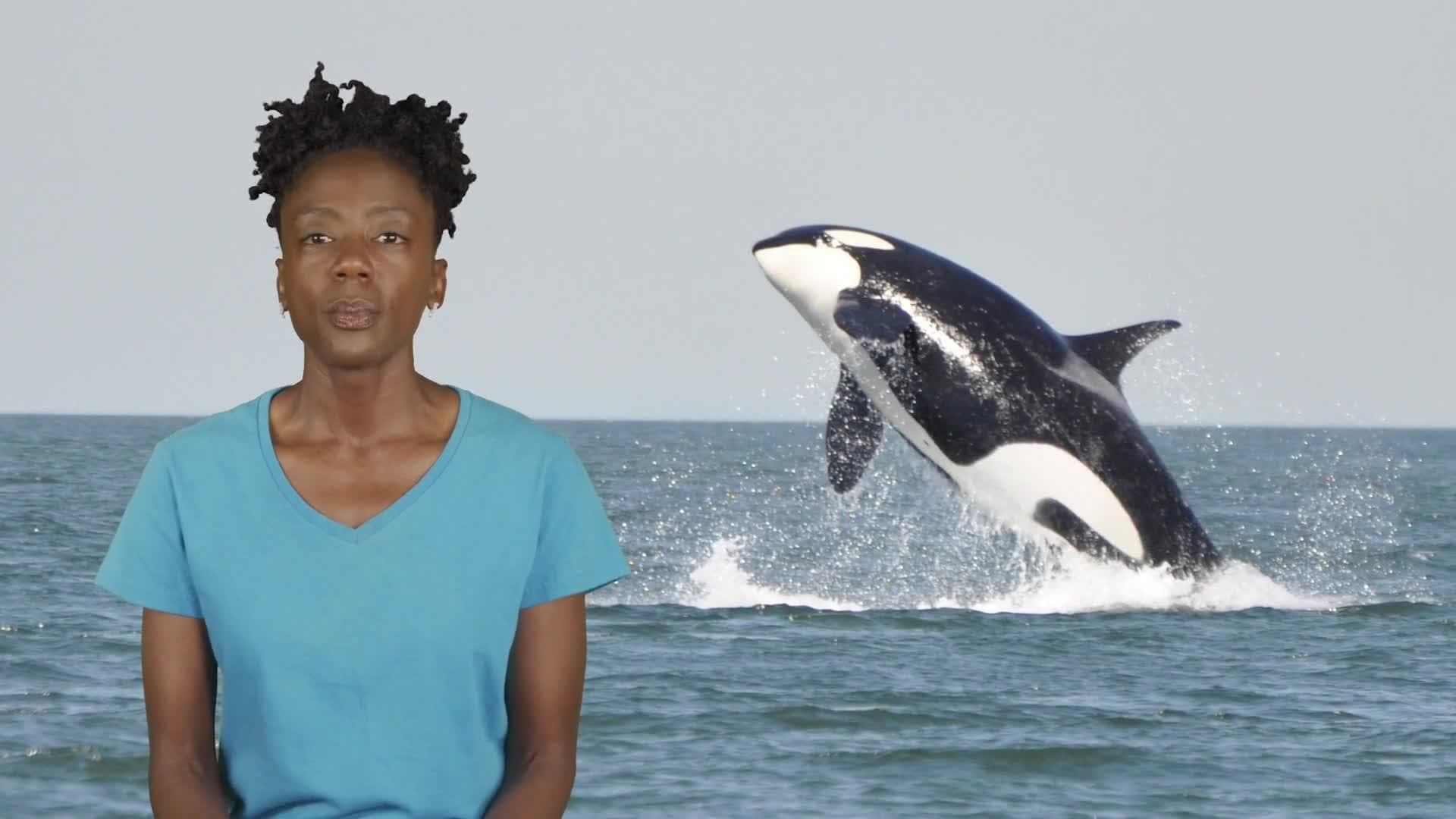 Science Kids: Discovering the Wonders of Whales