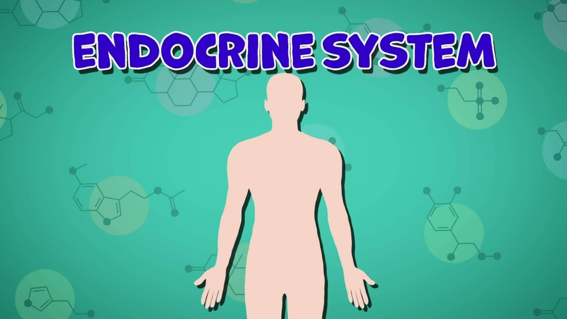 I WONDER - What Is The Endocrine System?