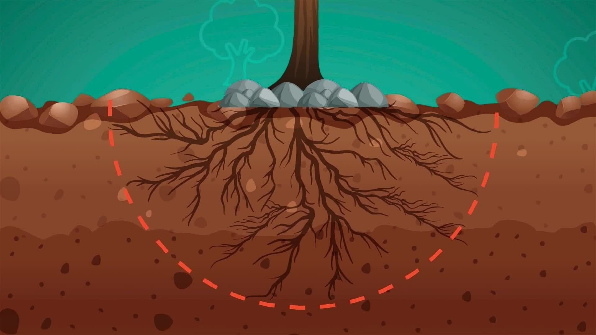 I WONDER - How Do Trees Help The Soil?