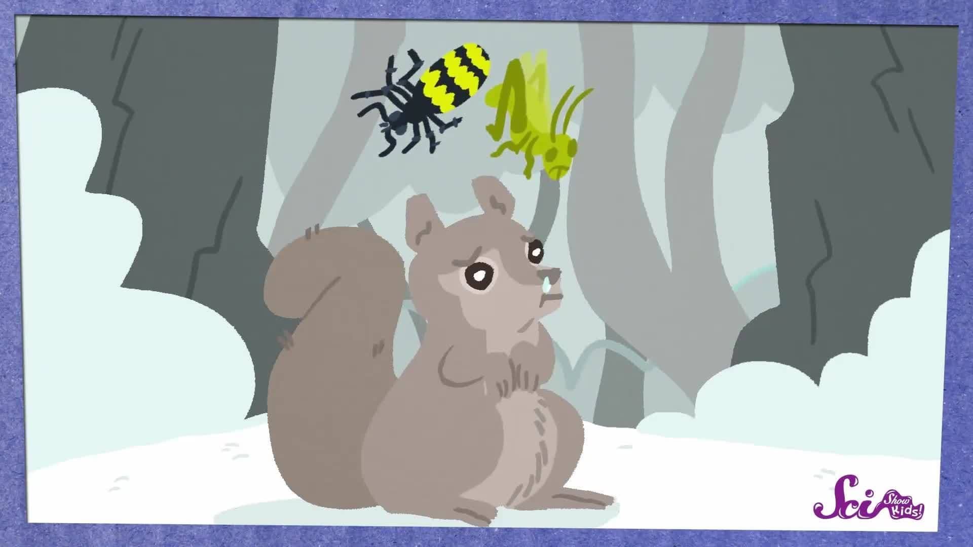 How Do Squirrels Find the Food they Hide? | How Animals Prepare for Winter | SciShow Kids
