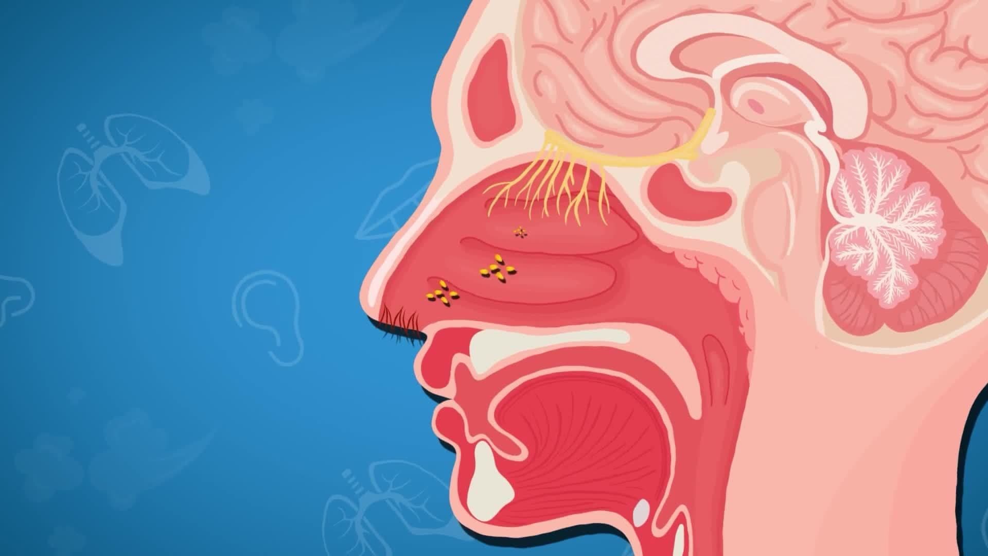 Five Facts - The Respiratory System
