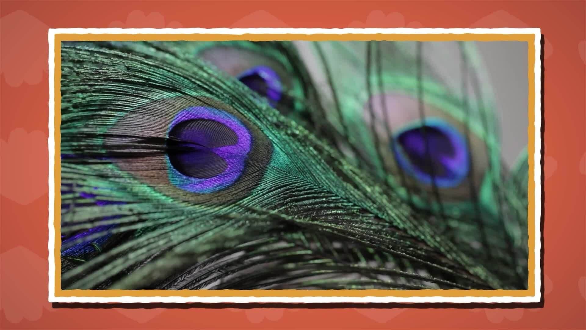 I WONDER - Why Are Peacock Feathers So Colourful?
