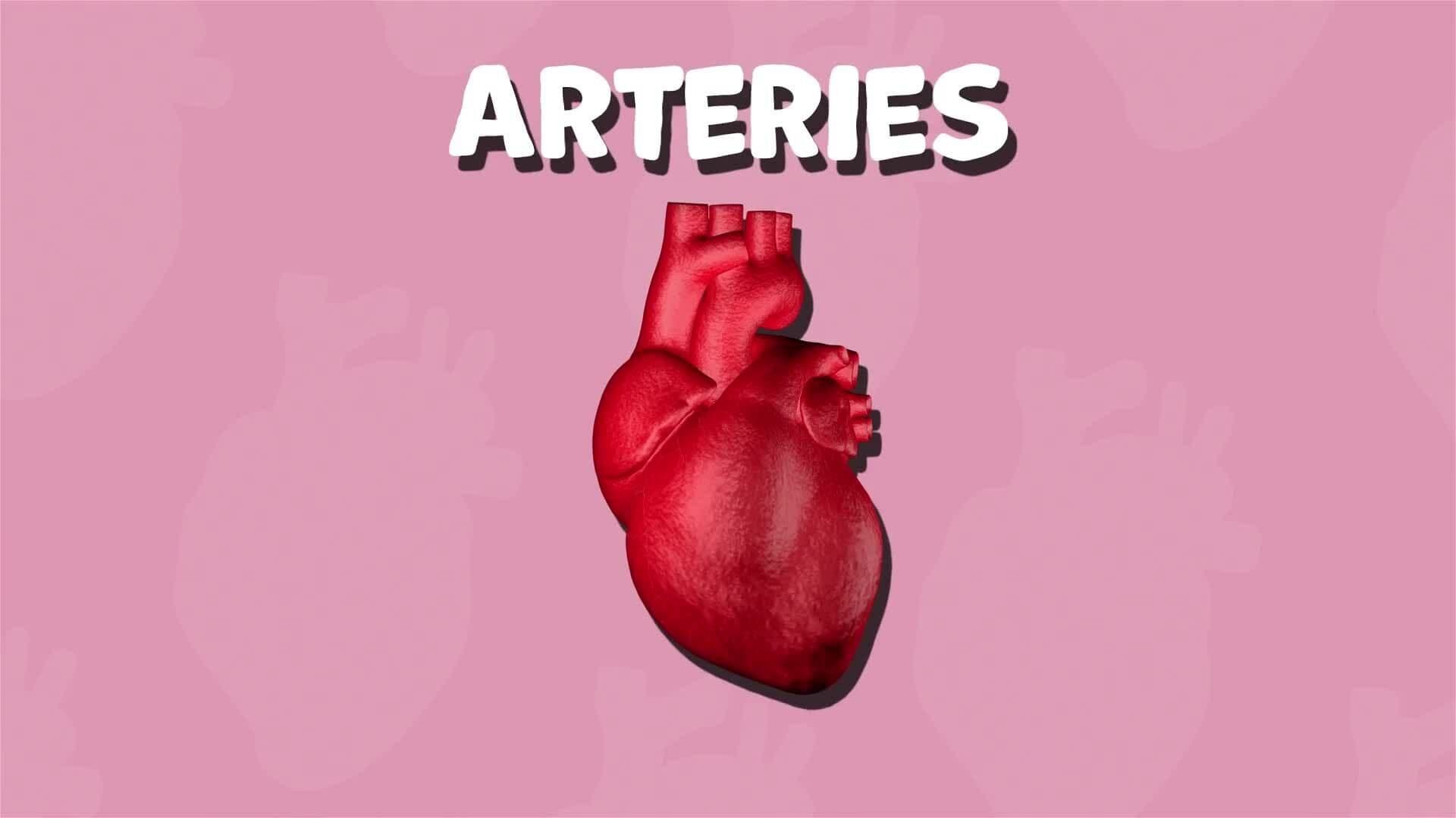 I WONDER - What Job Do Arteries Do?