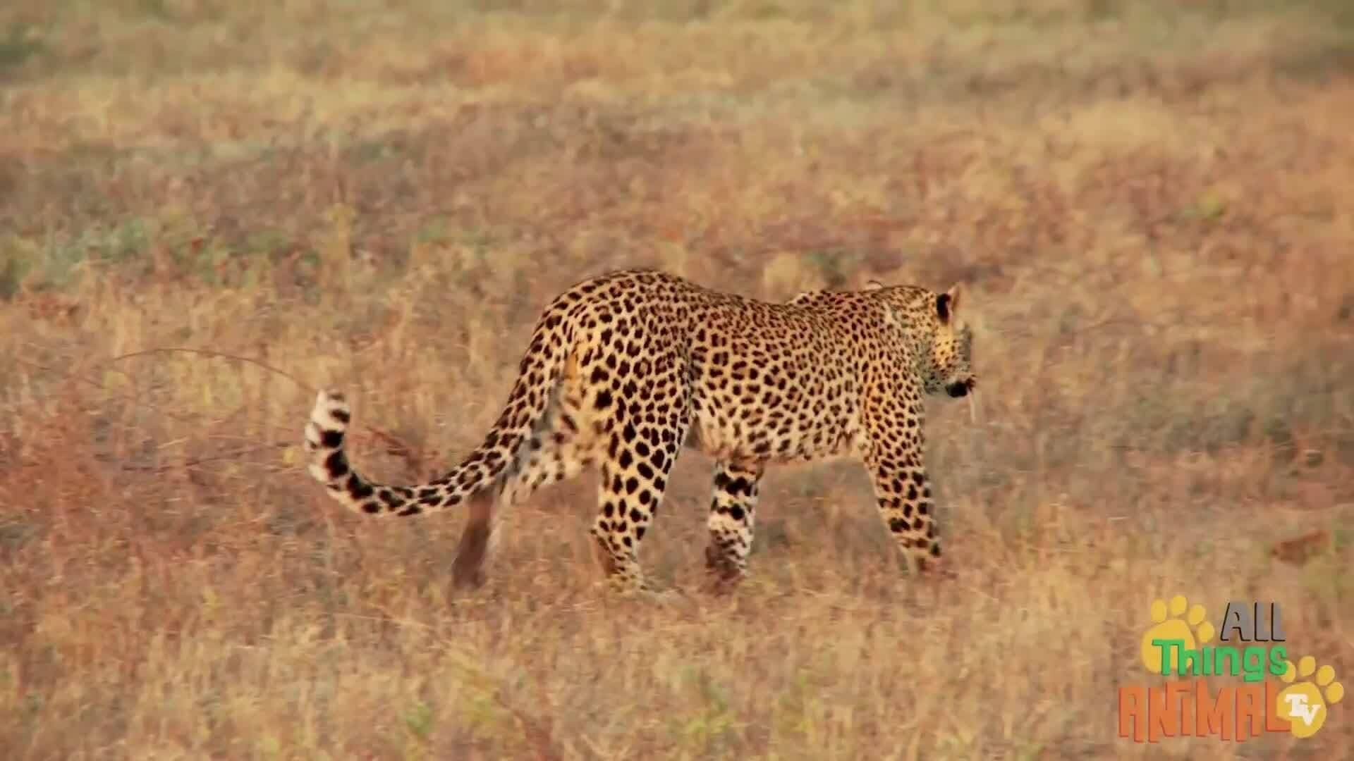 Discovering the World of Leopards: The Stealthy Big Cats of Africa and Asia