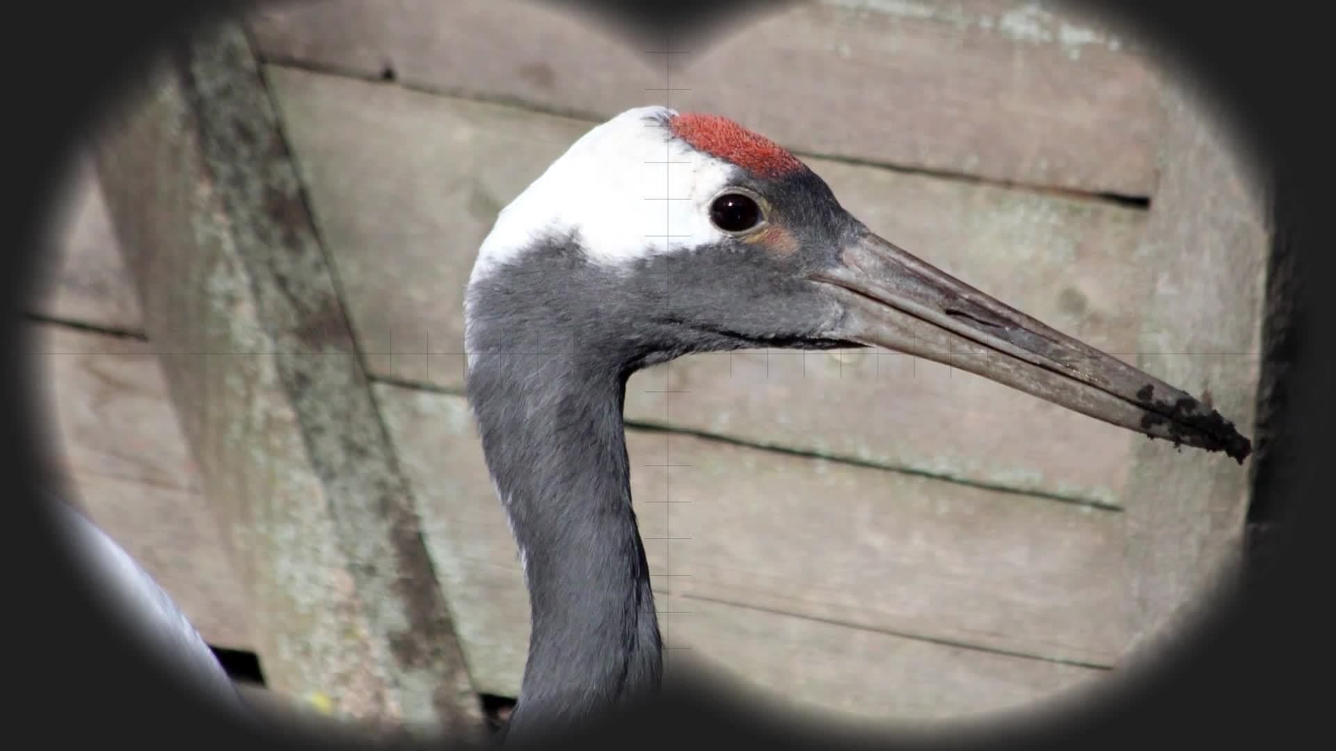 Strange Birds