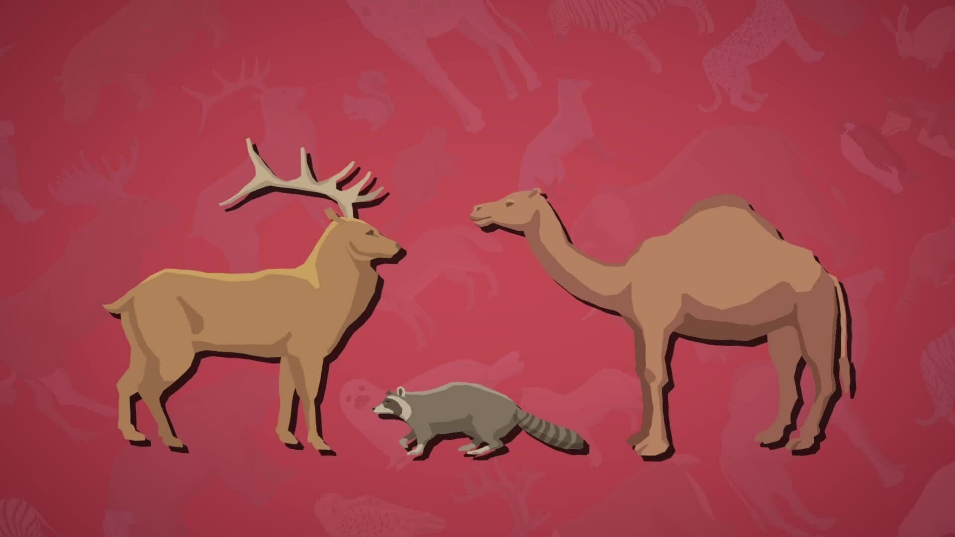 High Five Facts - Animal Adaptations