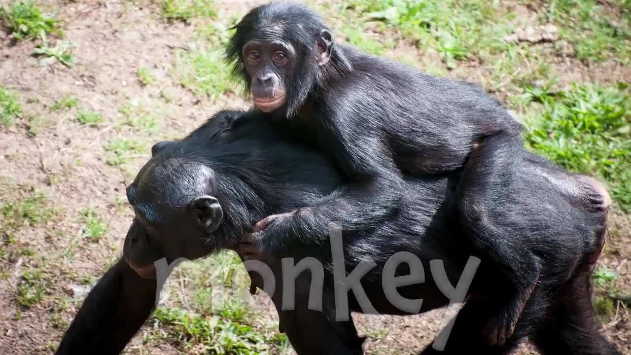 Warm Weather Animal Sounds