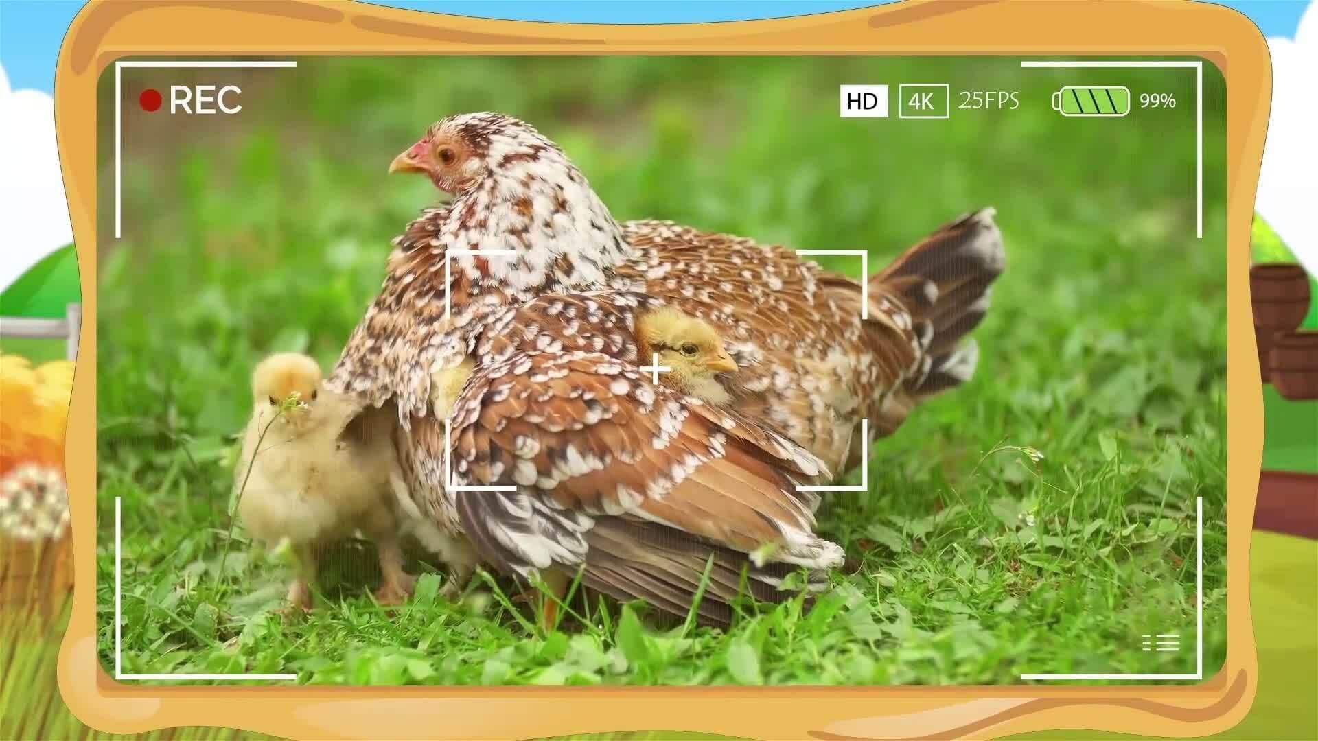 I WONDER - Can Chickens Recognise Their Chicks?