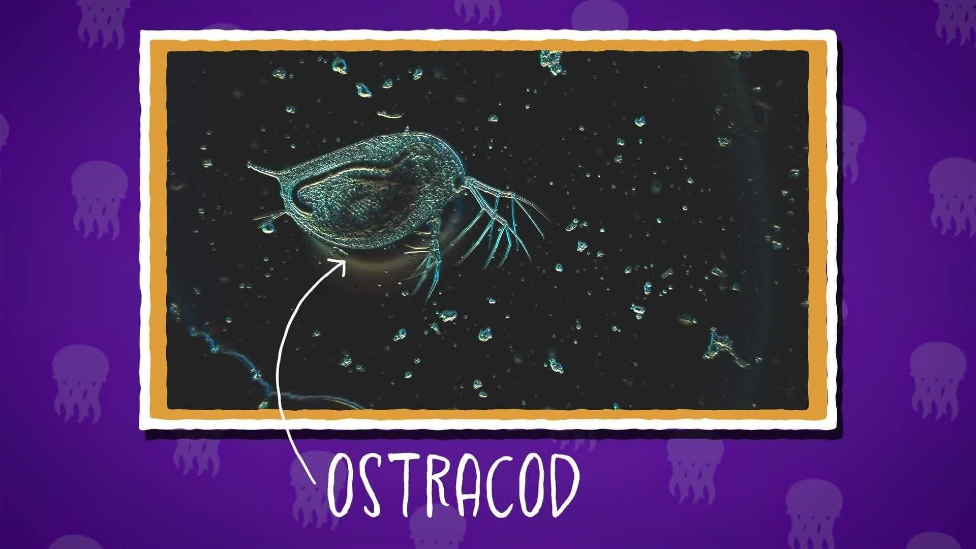 I WONDER - What Do Animals Use Bioluminescence For?