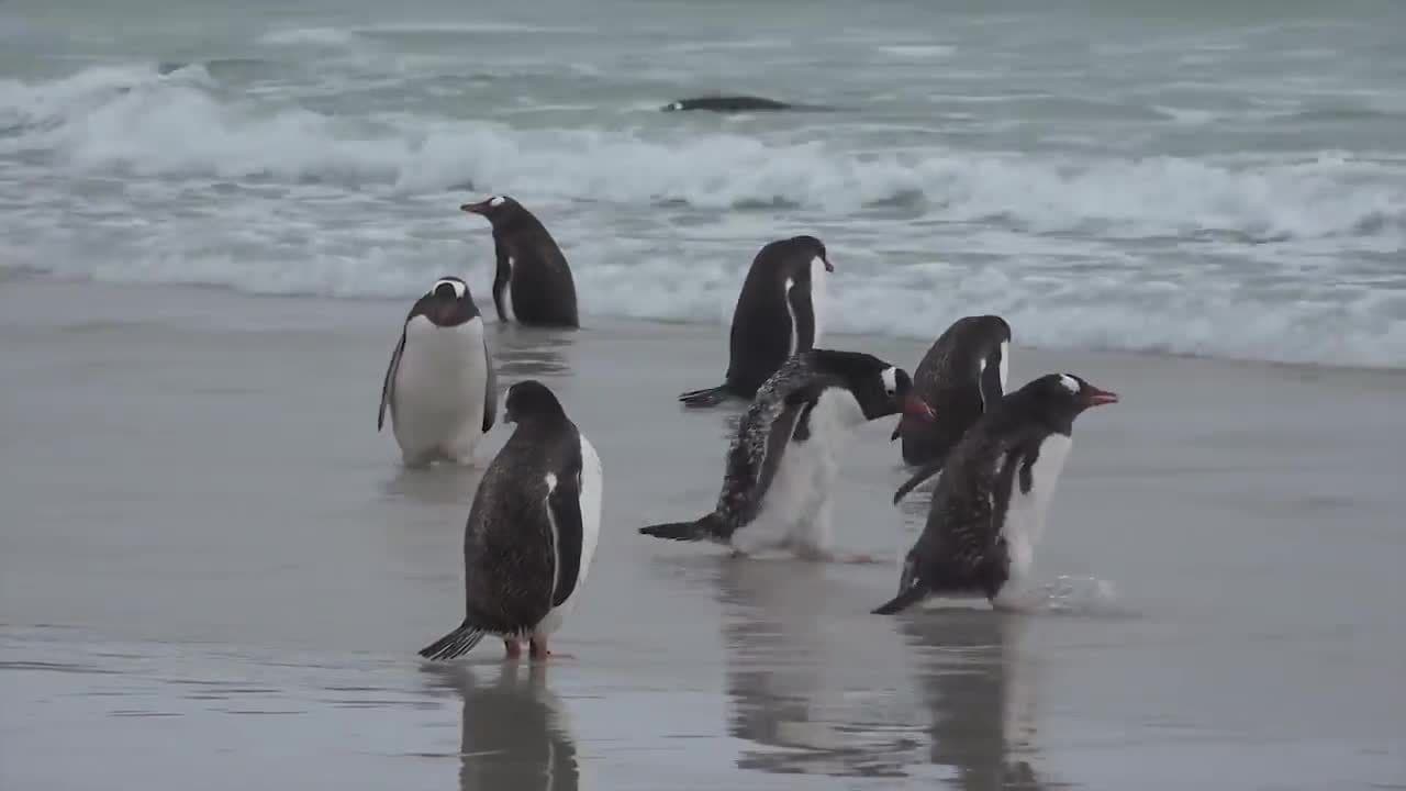 Penguins!  Learn about Penguins!
