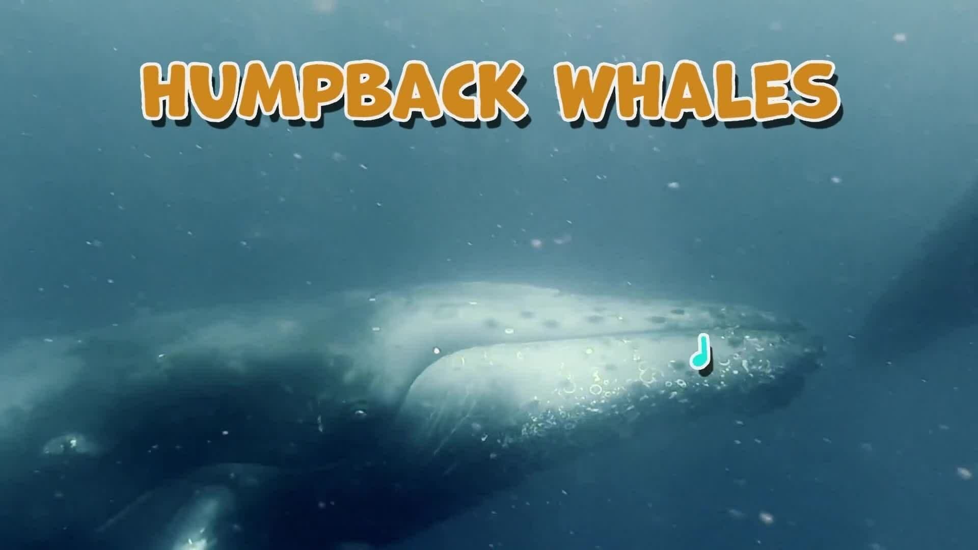 I WONDER - Why Do Whales Sing?