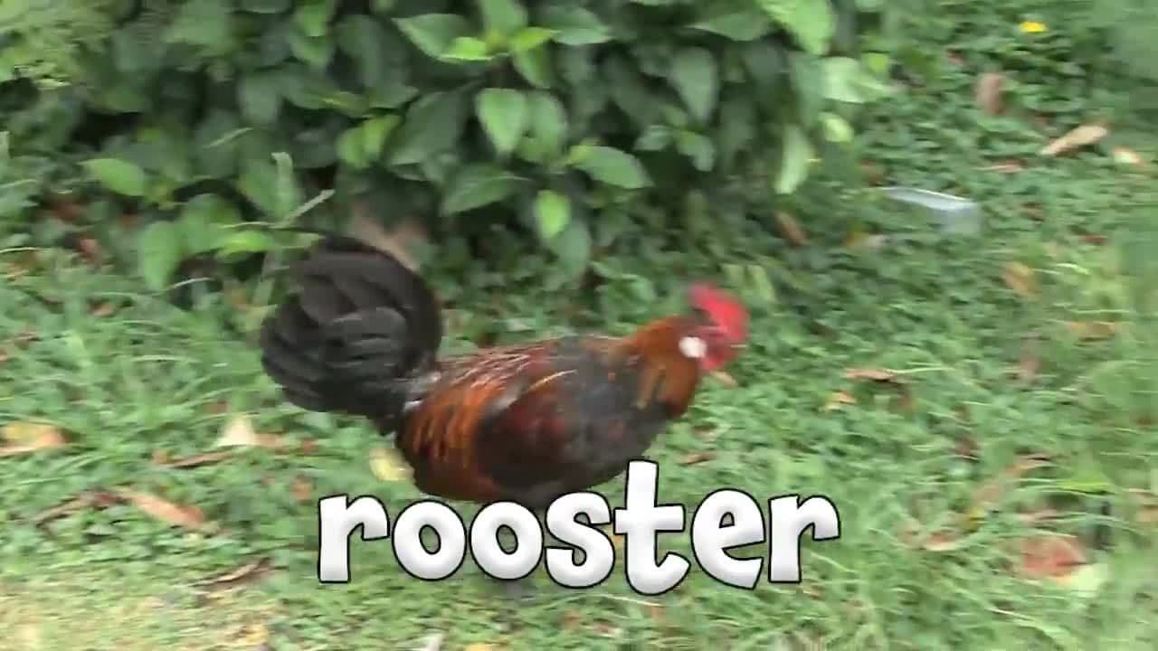 Farm Animals - Learning Farm Animals for Kids