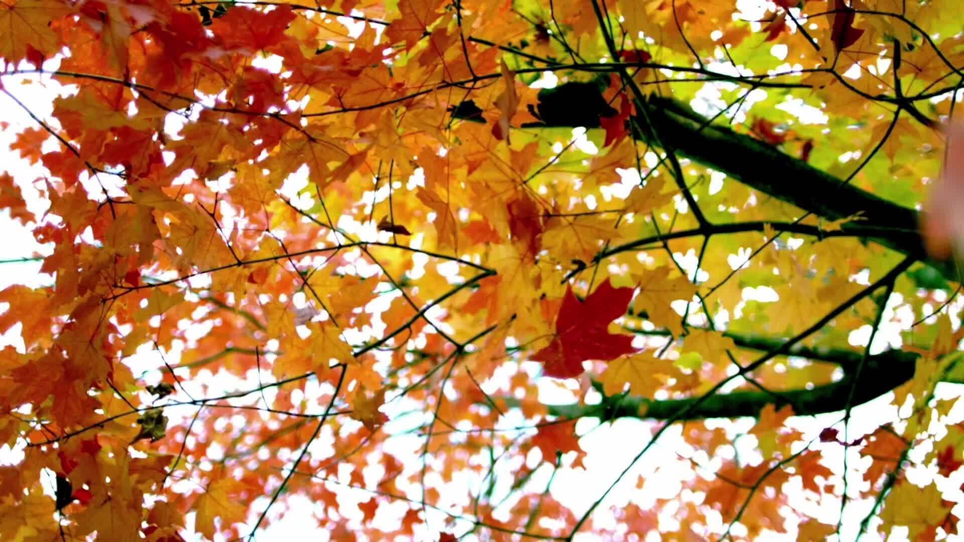 Exploring Tree Anatomy: From Roots to Leaves