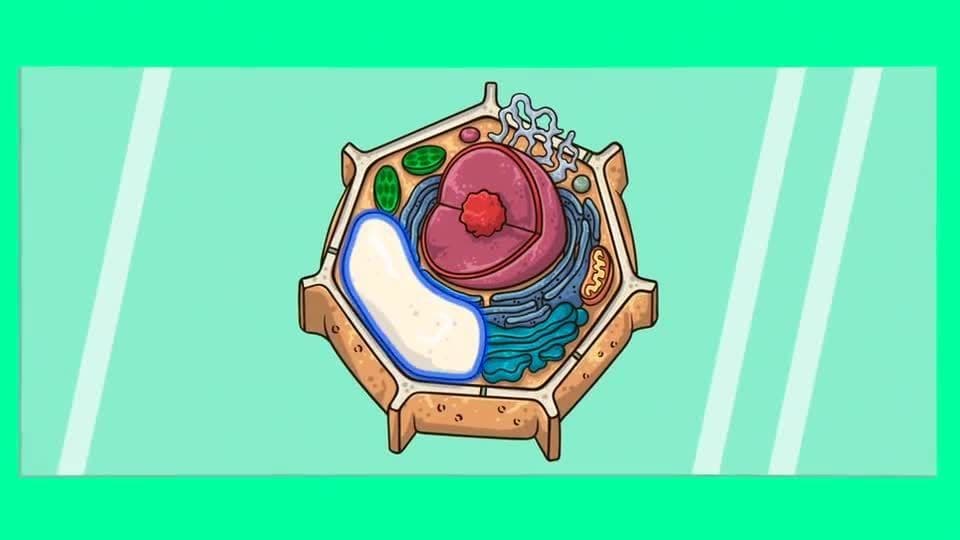 Characteristic of Plants