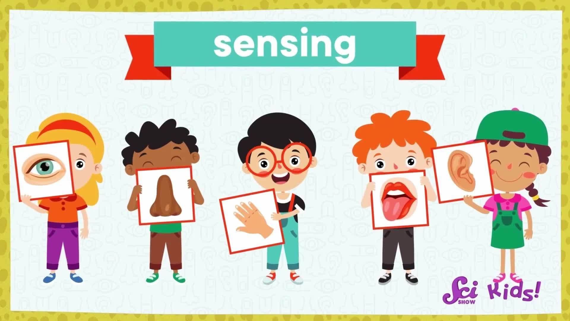 Why Do Animals Have Whiskers? | Amazing Animal Senses | SciShow Kids