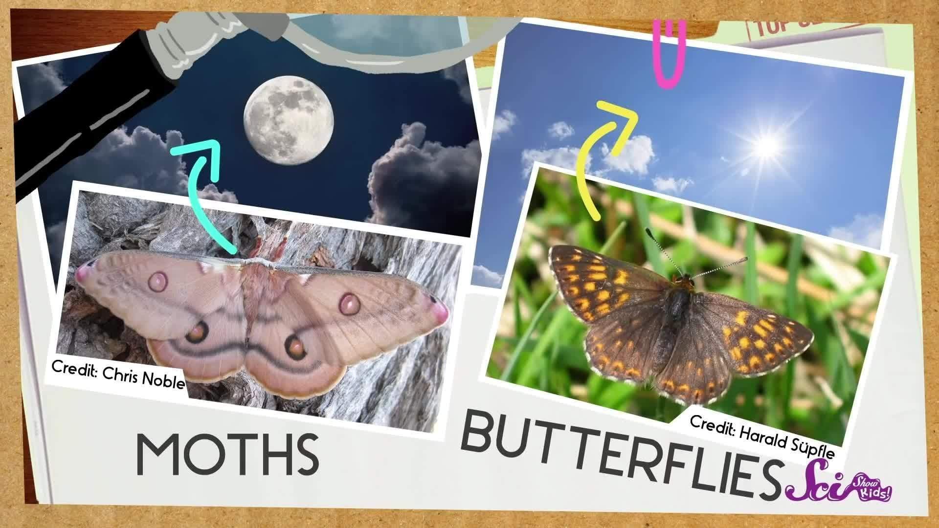Butterfly or Moth?