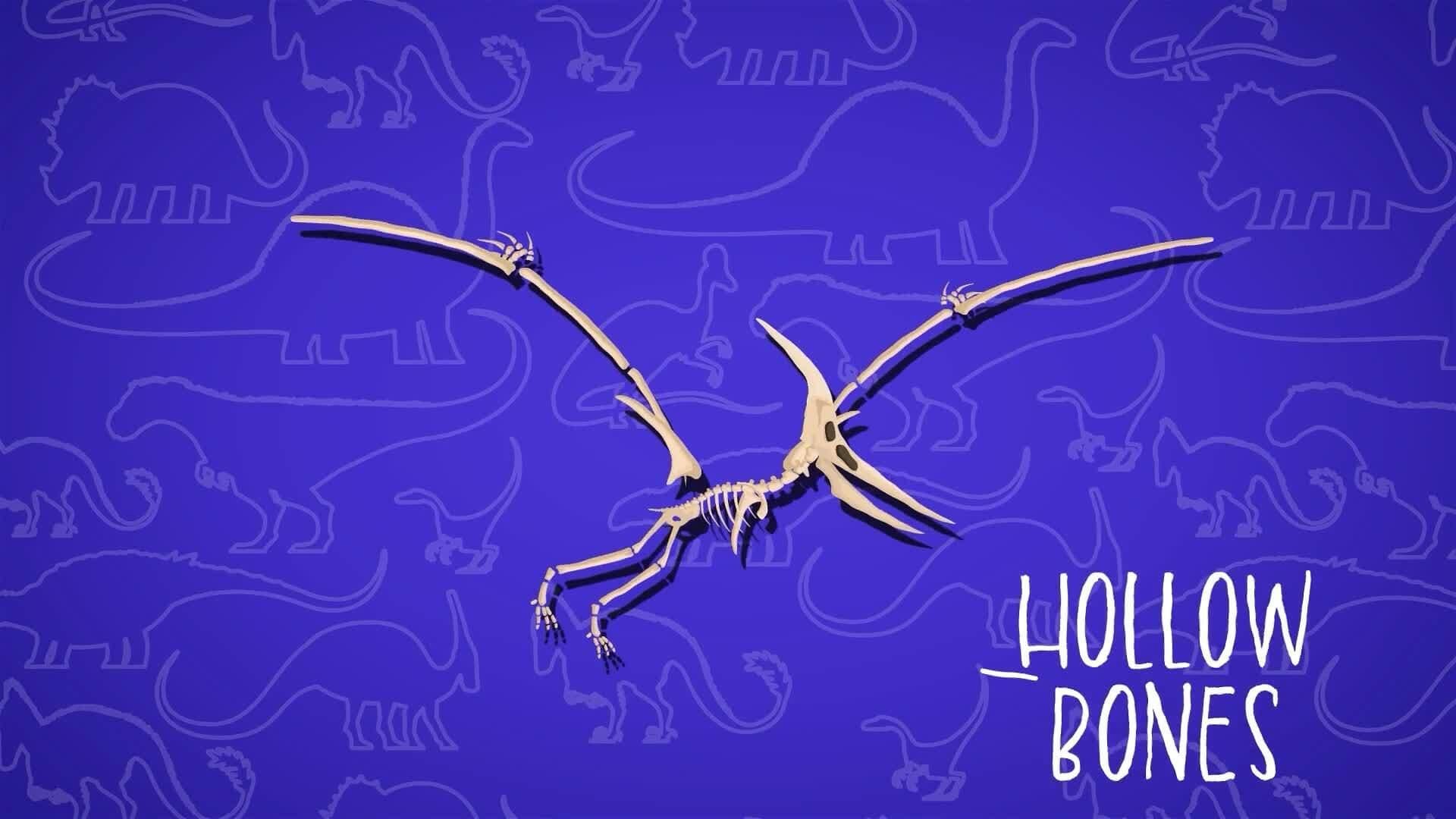 I WONDER - How Heavy Was The Pteranodon?