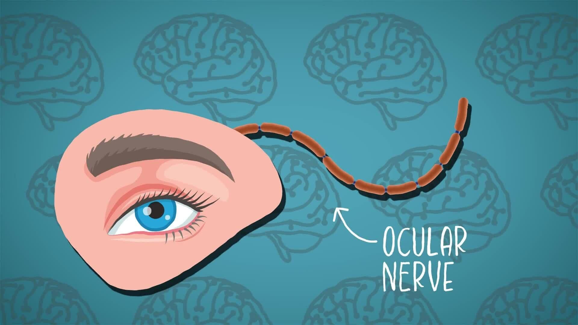 I Wonder - How Are Our Senses Connected To The Brain?