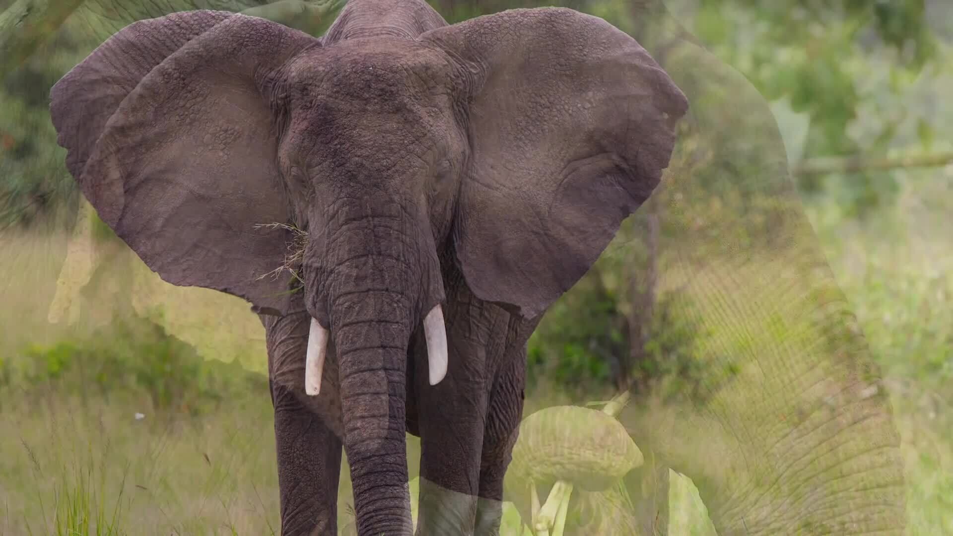 Elephant Anatomy: Understanding the Physiology of Nature's Giants
