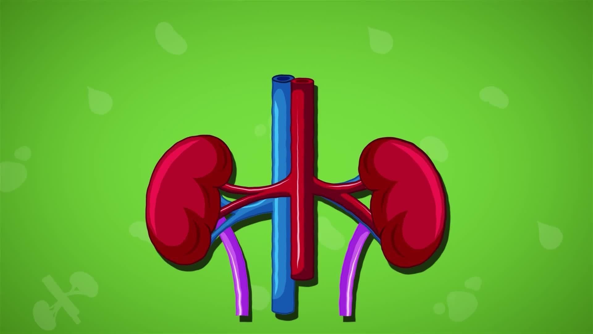 I WONDER - What Do Kidneys Do?