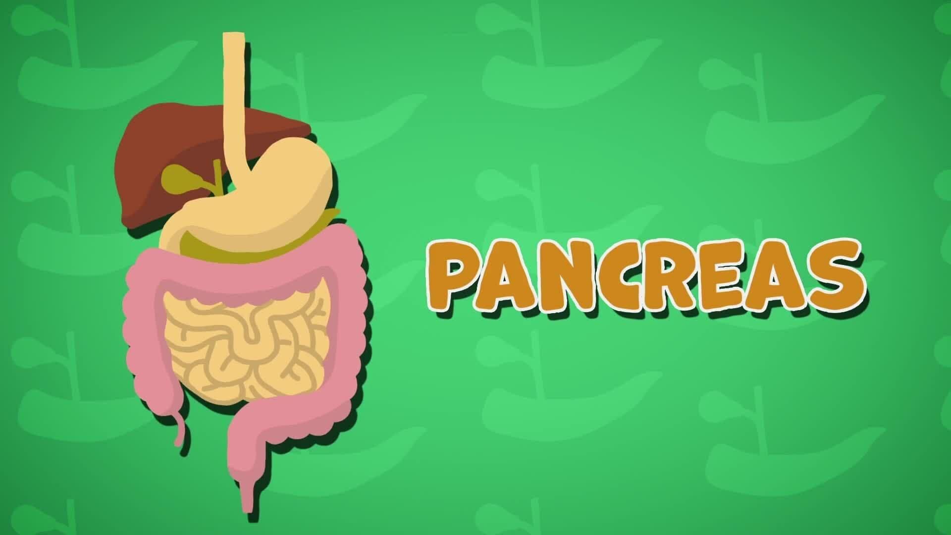 I WONDER - What Is A Pancreas?