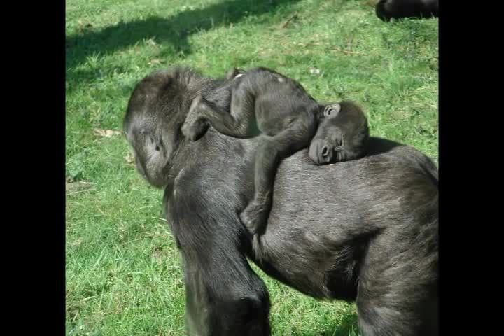 Cute Baby Animals | Kids Learning Videos