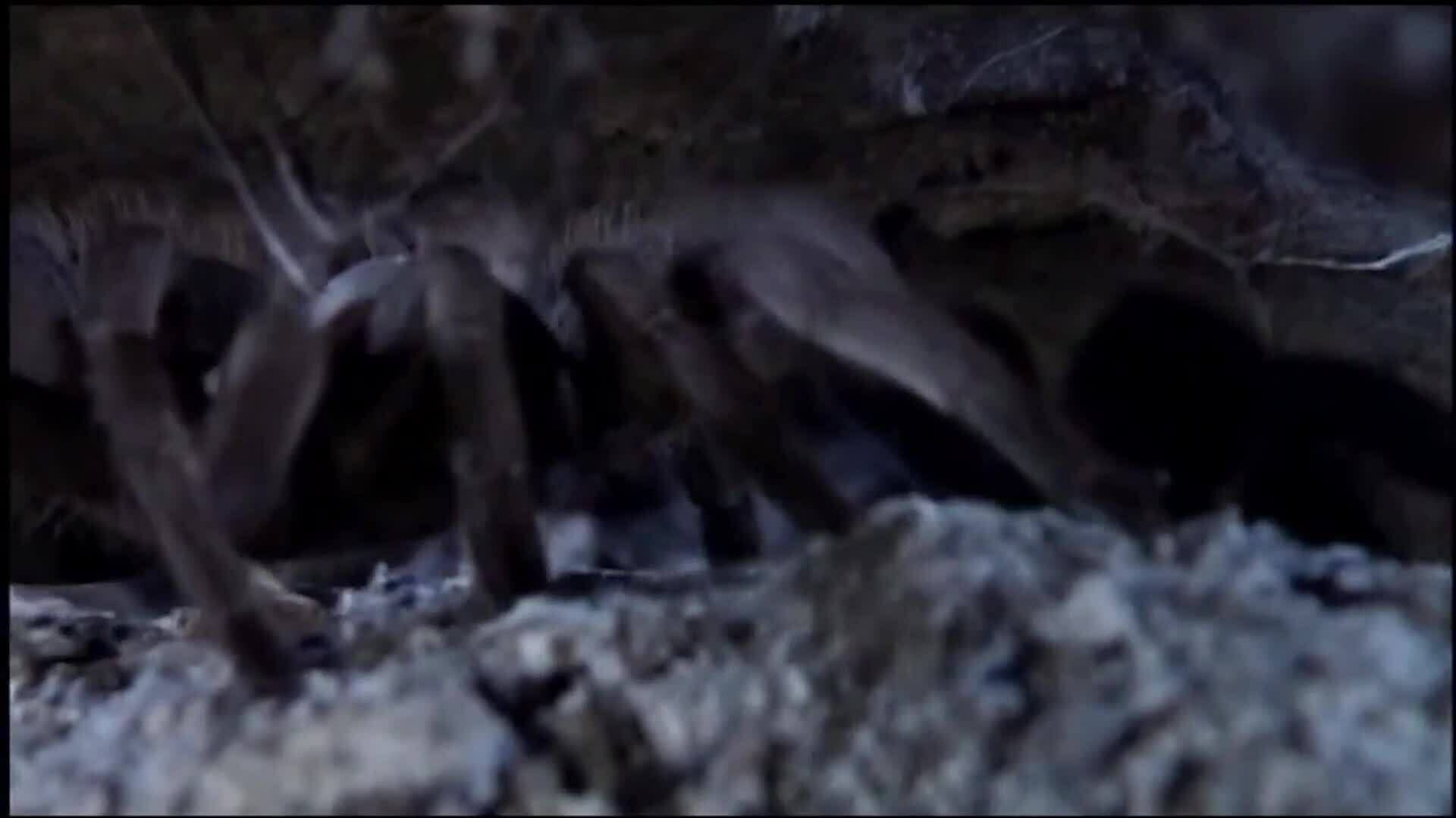 Tarantula World: A tarantulas hunting and eating habits