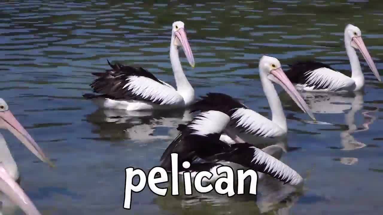 Birds! Learn about Birds