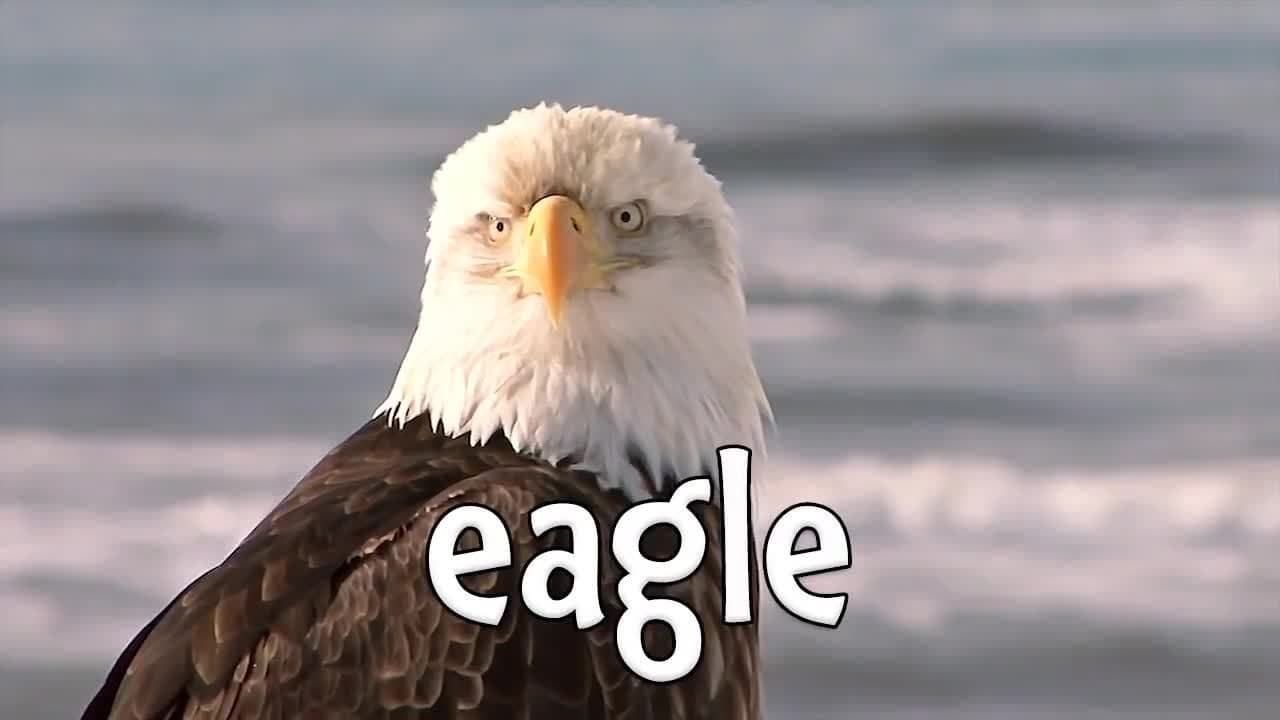 Bird Sounds!  Learning the sounds of Birds!