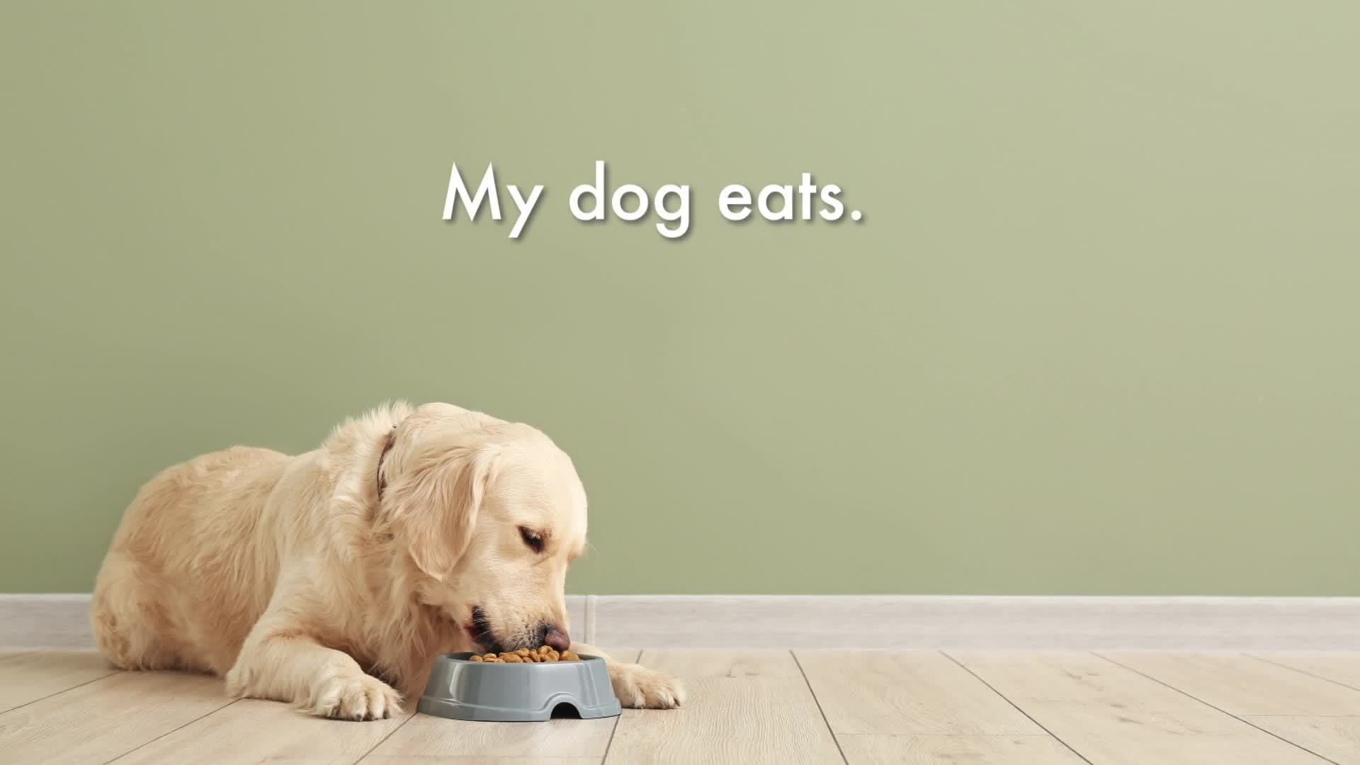 Building Strong Sentences: A Guide to Grammar and Capitalization