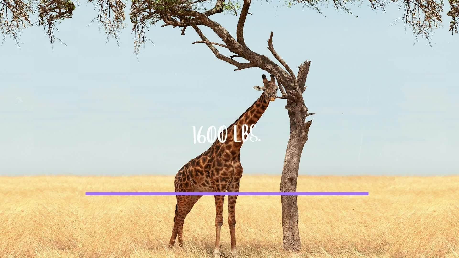 The Giraffe Life Cycle