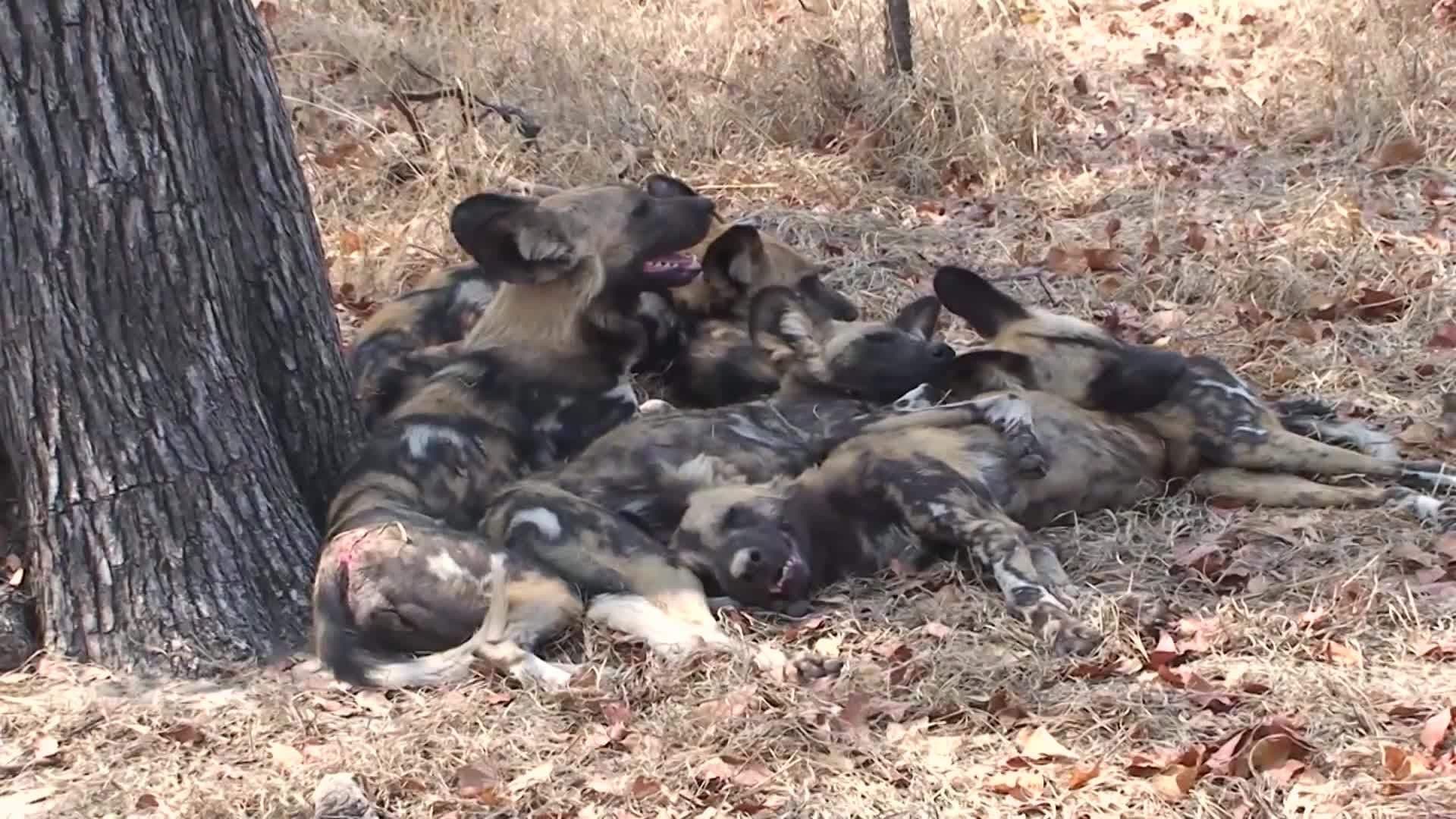 Introduction to Dogs in Spanish