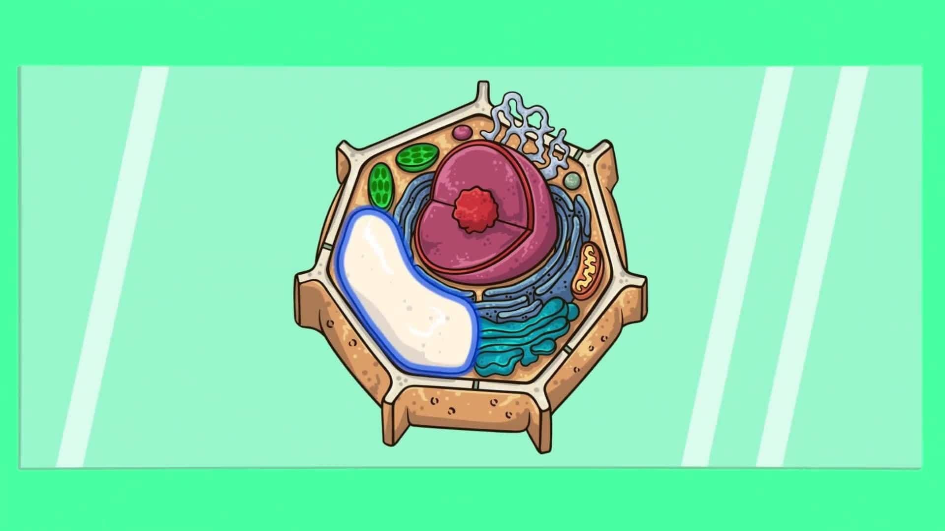 Characteristics of Plants