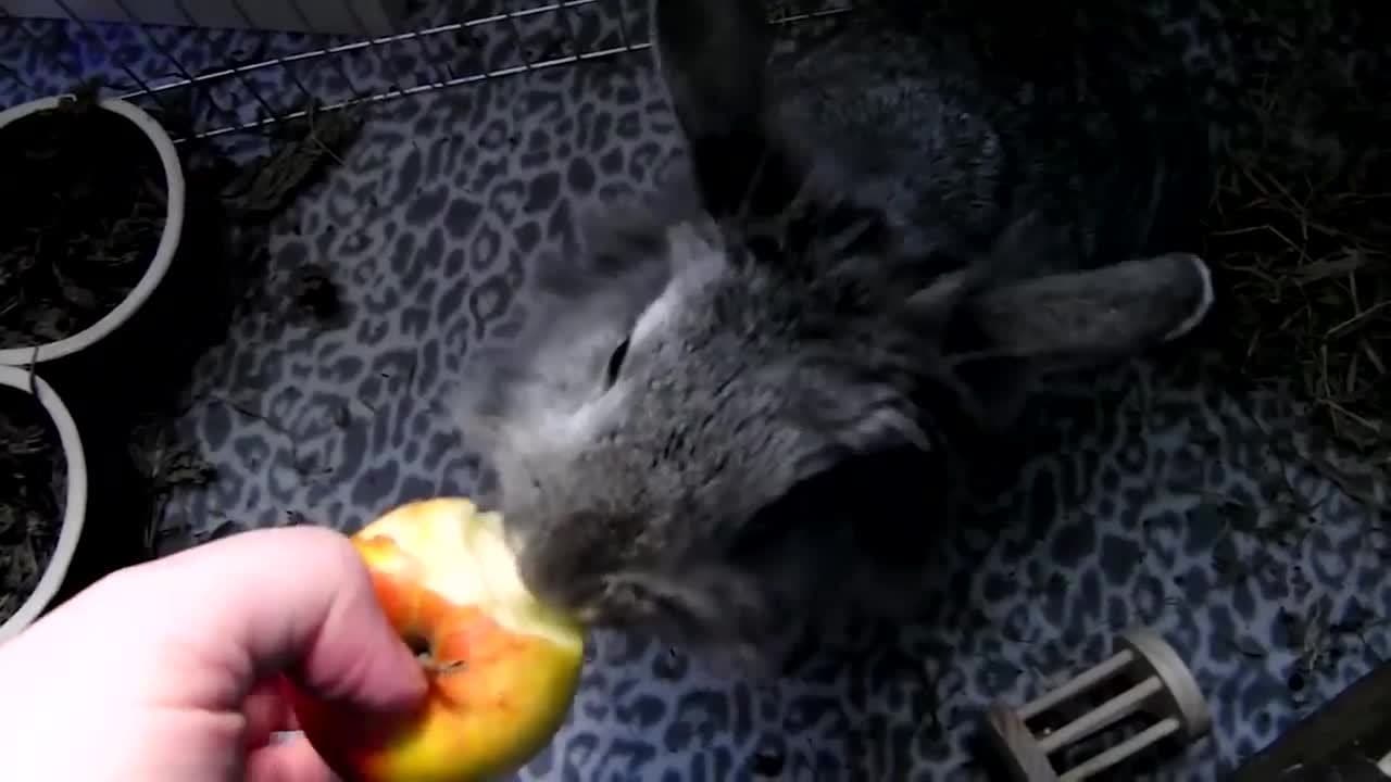 Rabbits!  Learn about Rabbits for Kids