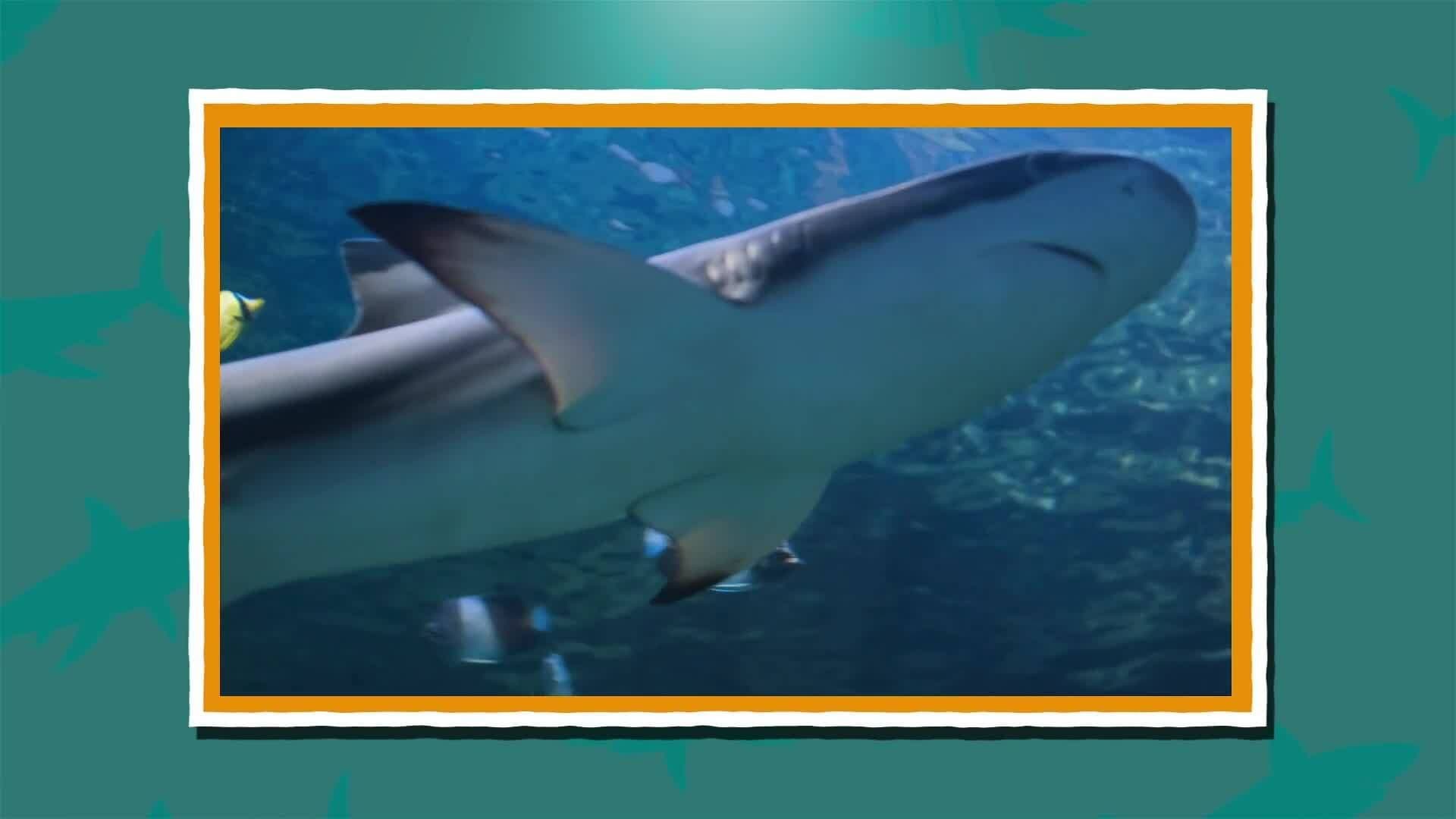 I WONDER - What Does A Shark's Skin Feel Like?
