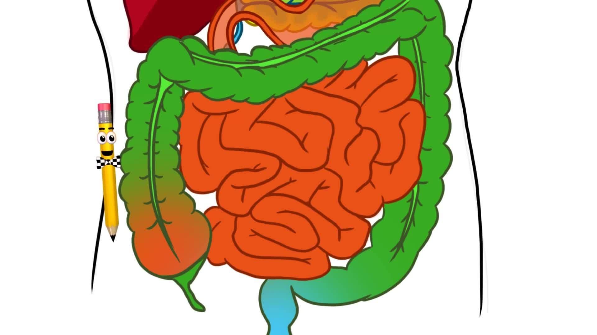 Human body: The Digestive System