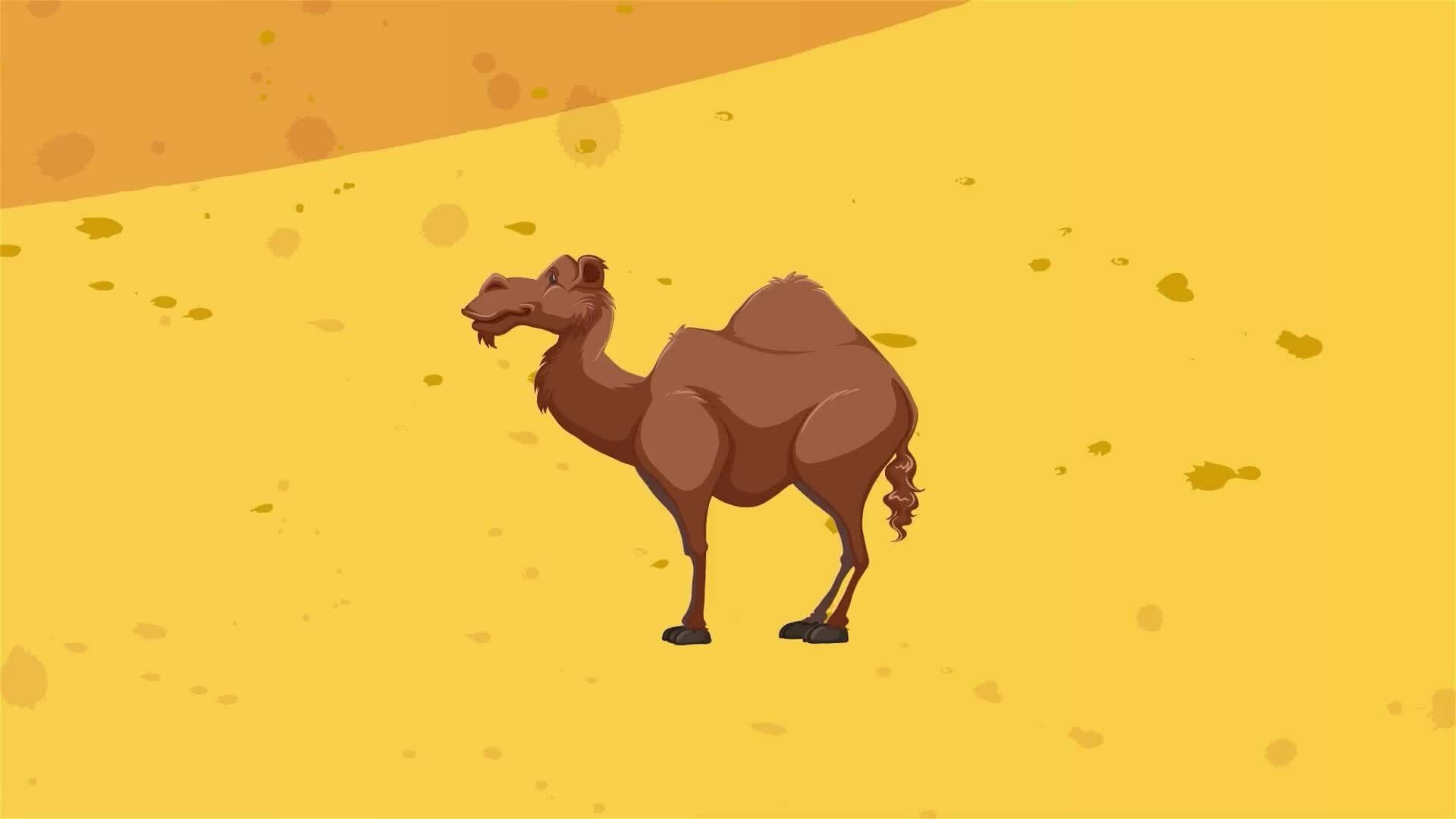 I WONDER - How Do Camels Survive In The Desert?