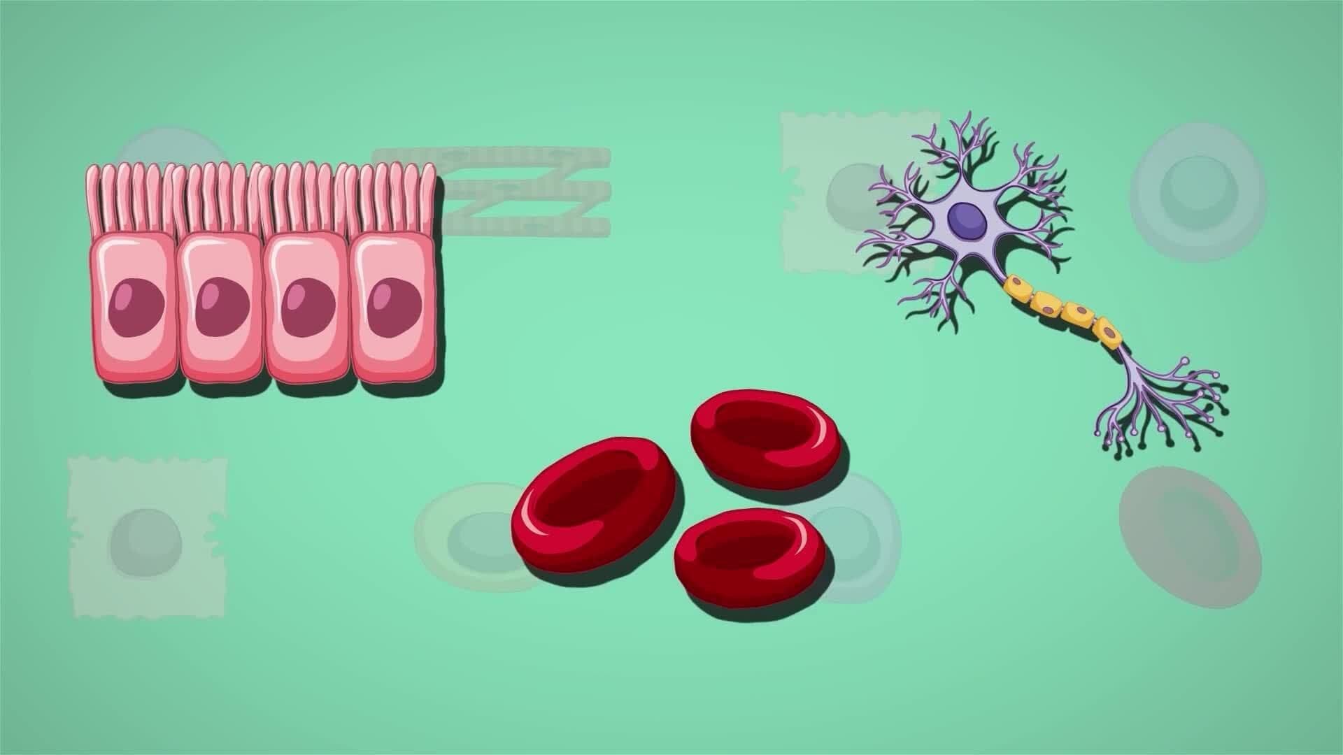 I WONDER - What Are Stem Cells?