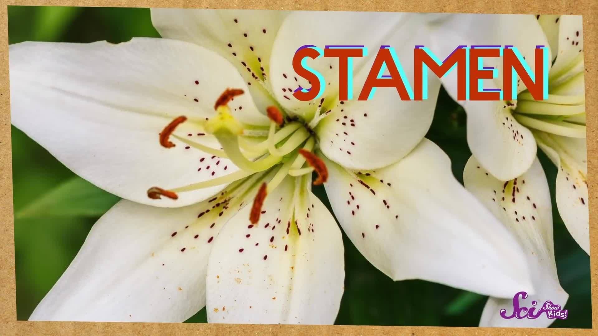 Like Fruit? Thank a Bee!